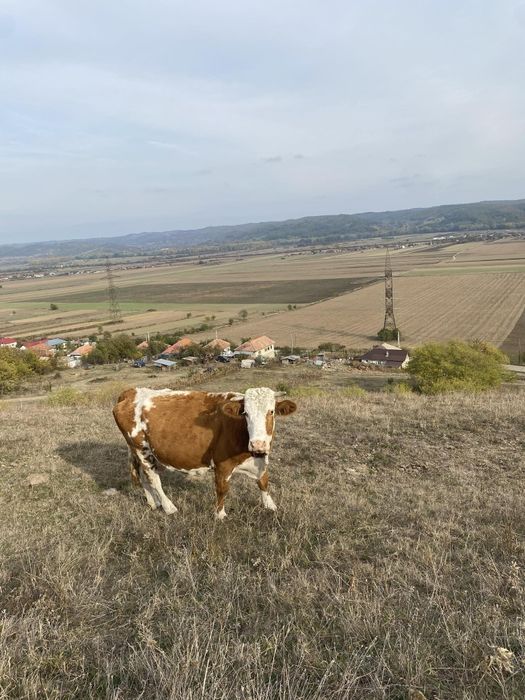 Vănd vaci mai multe detalii la telefon