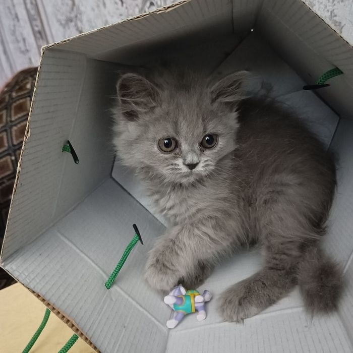 Скотиш страйт продаются