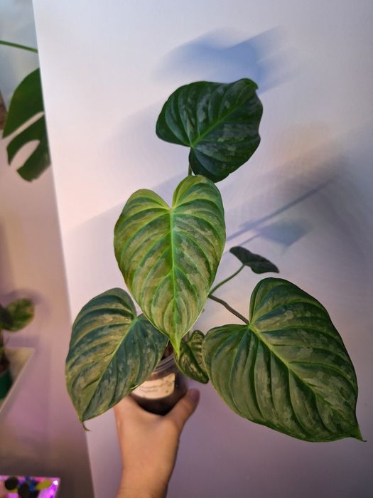 Philodendron Majestic