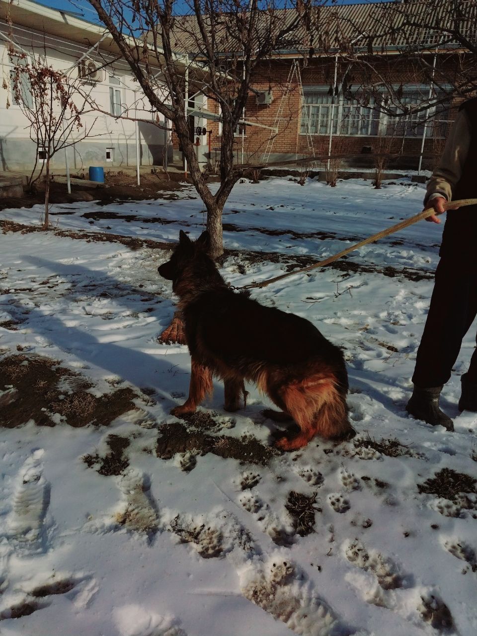 Nemetskiy ovcharka