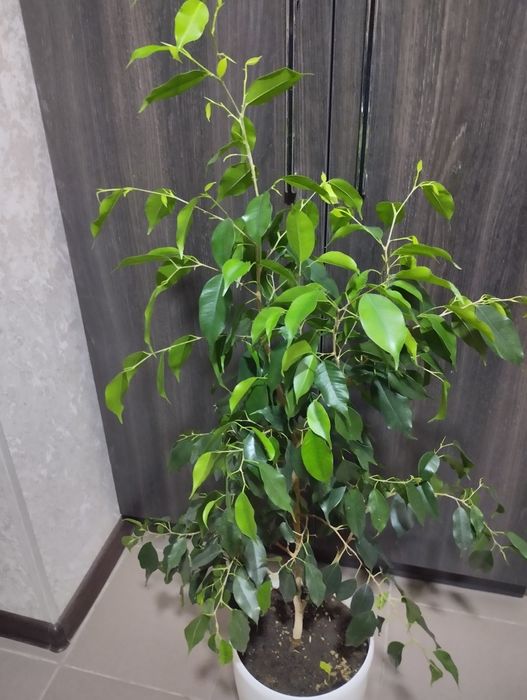 Фикус Бенжамина высота горшка 33см высота цветка вместе с горшком 100с