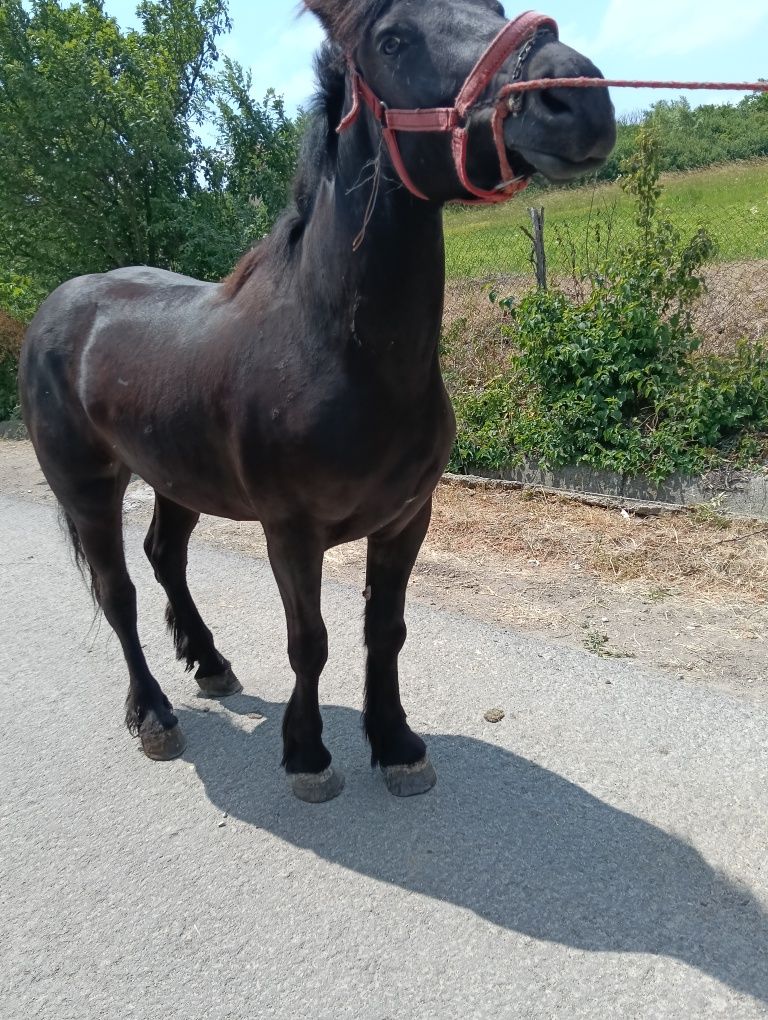 Vând mânză de un an și Sașa  luni sau schimb daca mai da diferenta