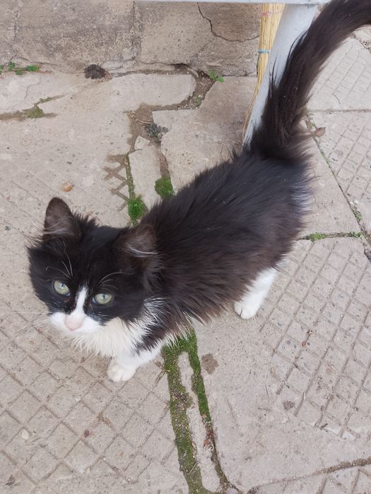 Продават се дългокосместа котенца