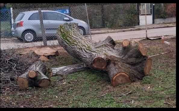 Орехов материал - наскоро отрязано дърво в добро състояние