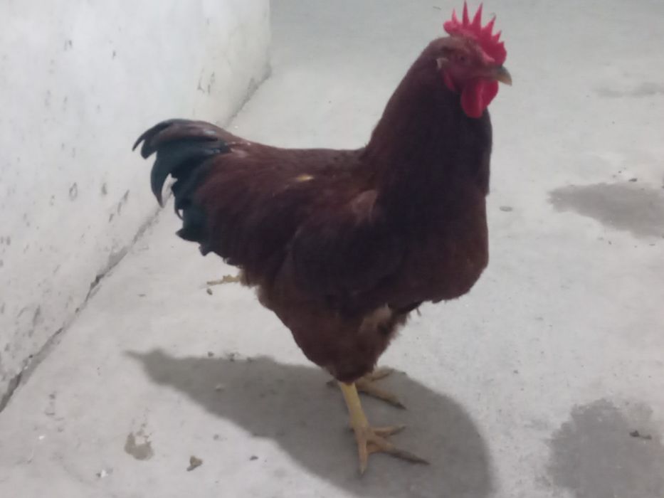 Xanxyap koreskiy xo'roz