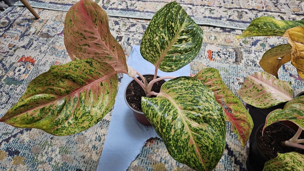 Plante Aglaonema superbe