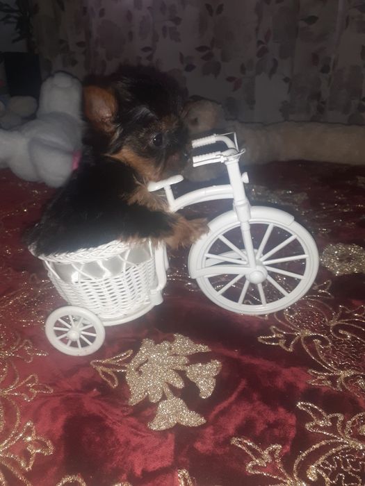 Yorkshire terrier mini toy