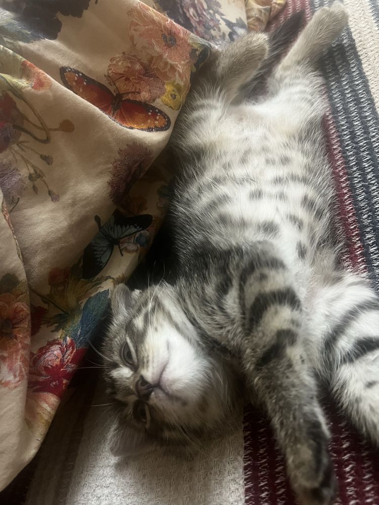 Котенок в дар девочка