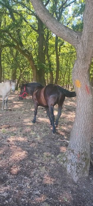 Vand manza de doi ani