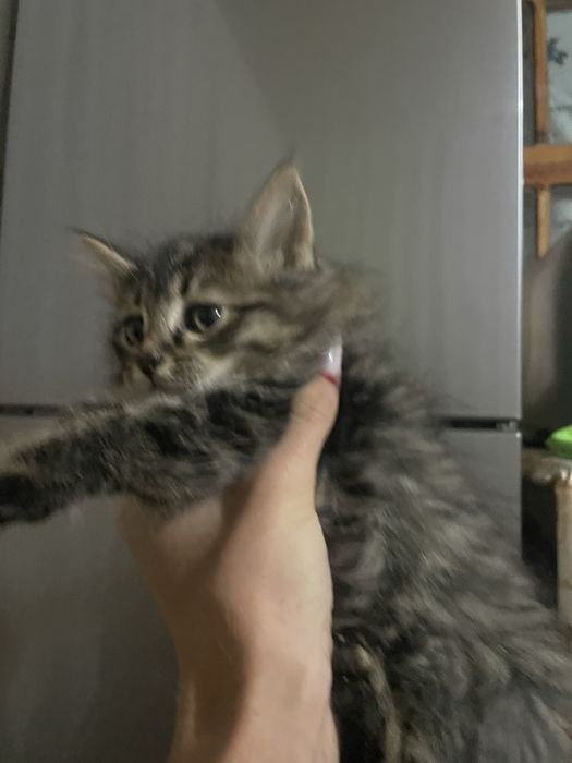 Кошка Породстаяя