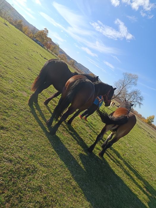 Vând iapa și mânji