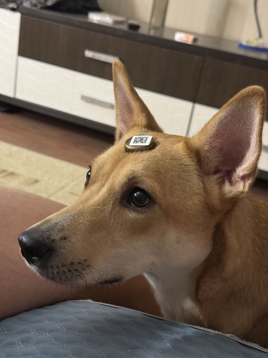 Отдам собаку в добрые руки