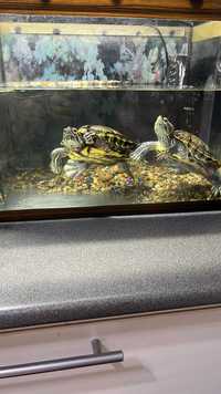 террариум - аквариум для водяных черепах