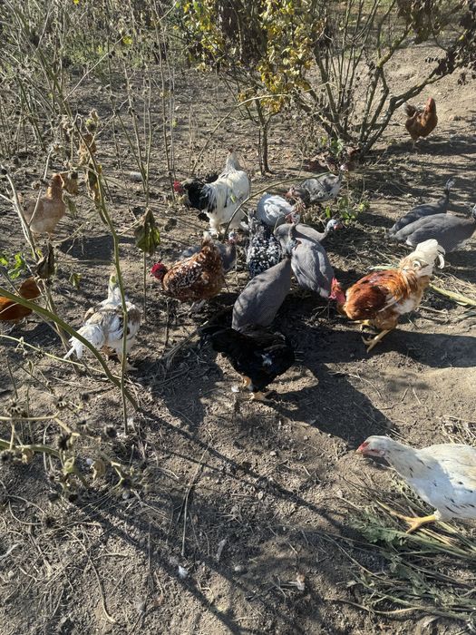 Masculi bibilica (cata )