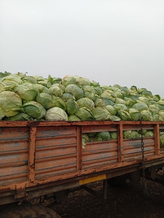 Vând varză de Buzău