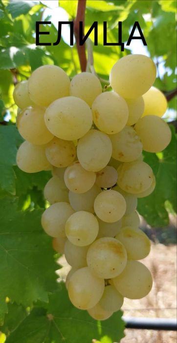 Безсеменни сортове лози на присадка SO4