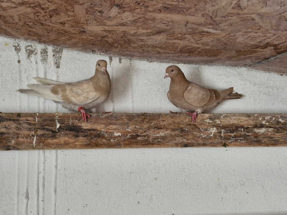 Продам пару голубей