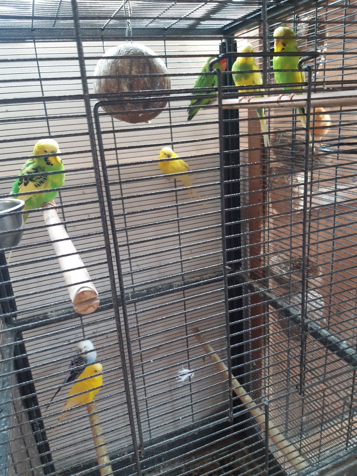 Vând Papagali Peruși
