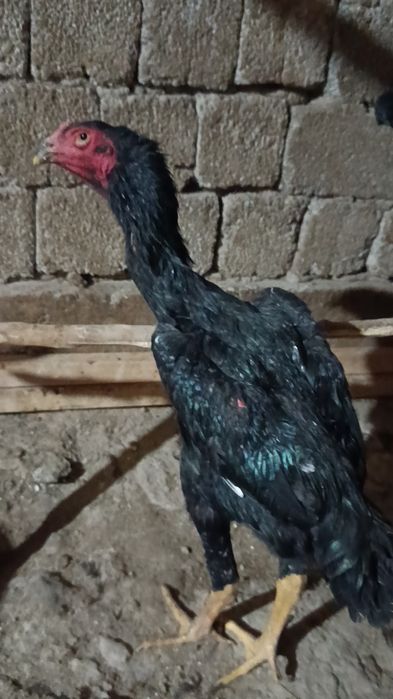 Дакан жўжа хўроз