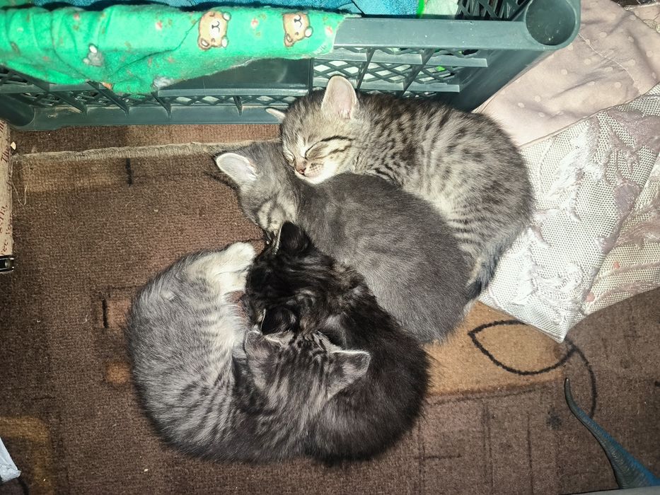 Отдам котят (Мама крысыловка)