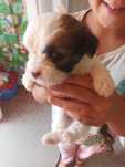 Donez cățeluși mix shitzu cu bichon