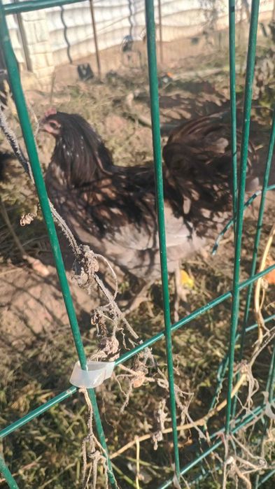 Vand cocos Australorp sau dau la schimb pe gaini , puicute