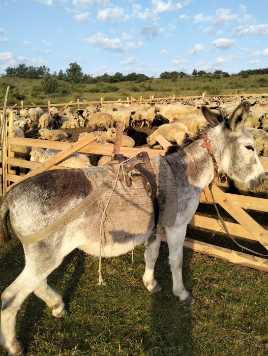 Vând doi magari de vanzare