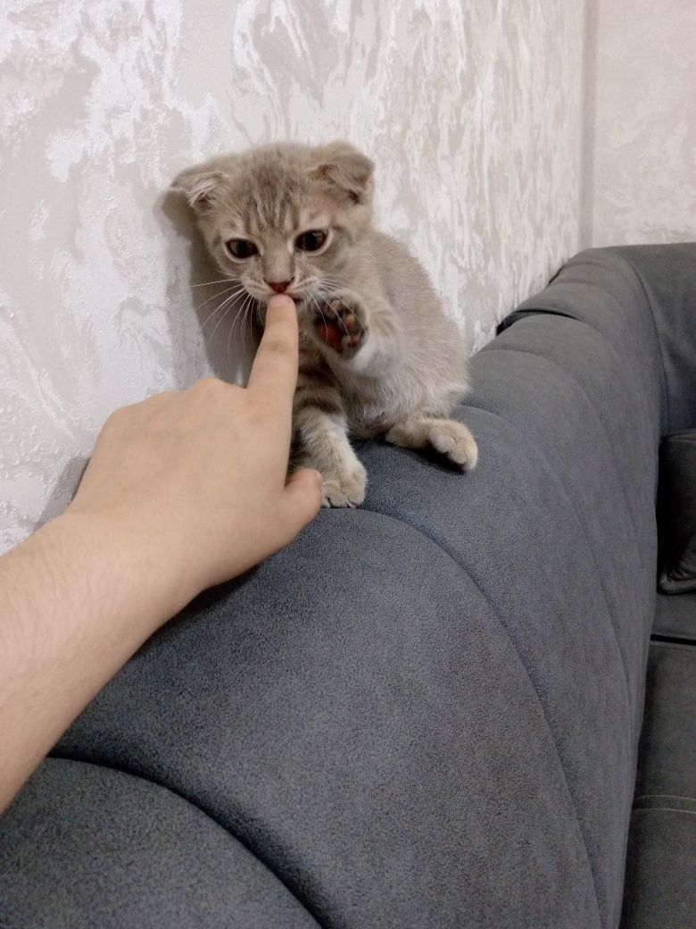 Шотландский вислоухий котёнок