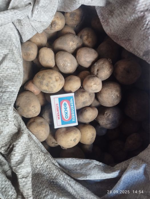 Продам тыкву, картошку, капусту
