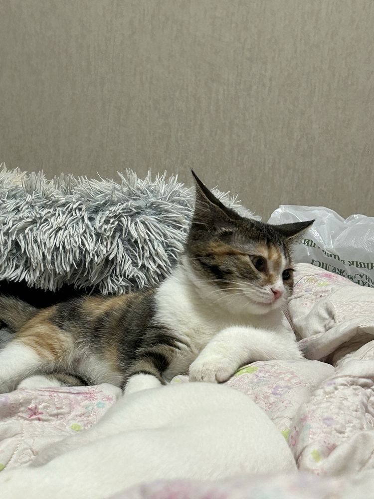 Срочно отдам кошечку