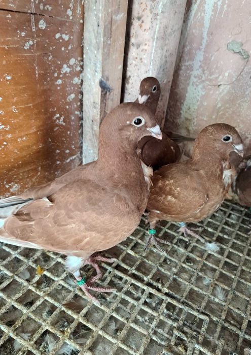 Porumbei roșii cu floare!