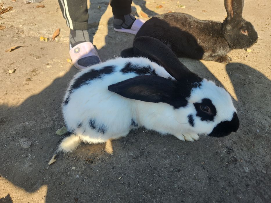 Iepurasi fluture german/2 luni 90buc. Am și la 5 luni iepuri 140 lei