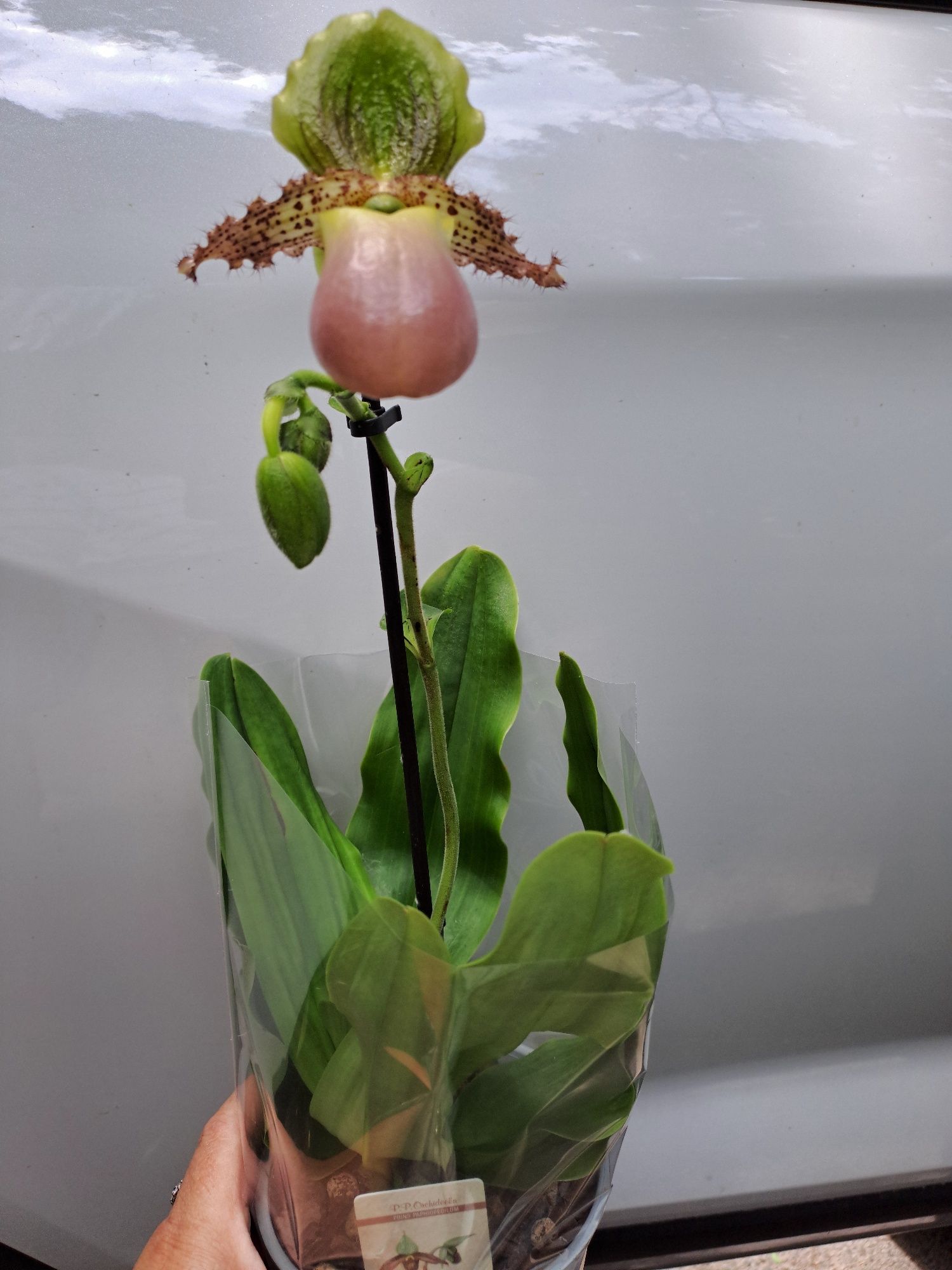 Орхидея пинокио(венерин башмачок)