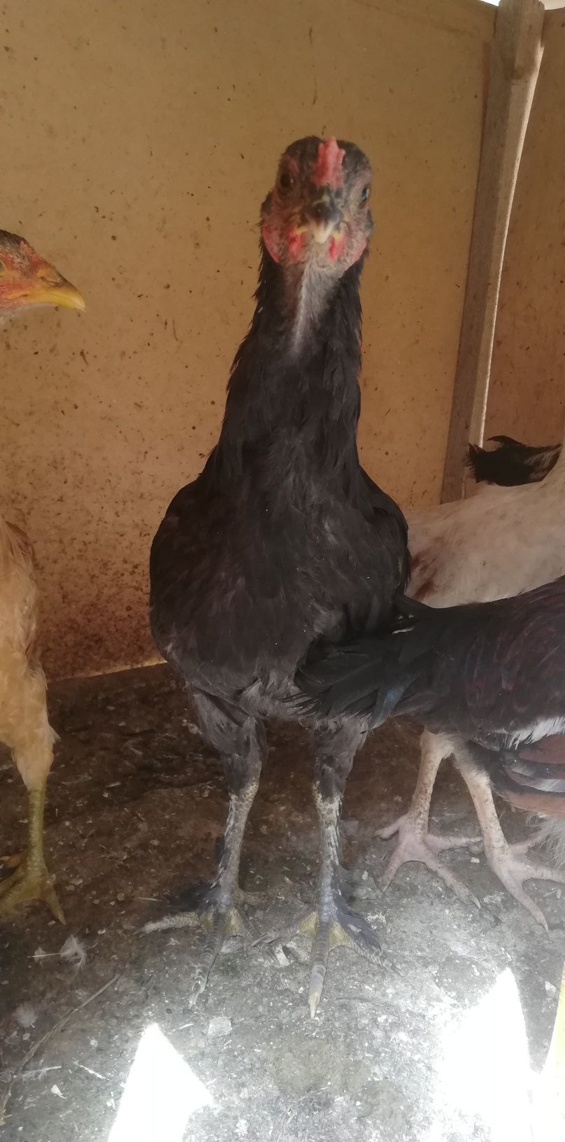 Xonaki tovuqlar Sotiladi