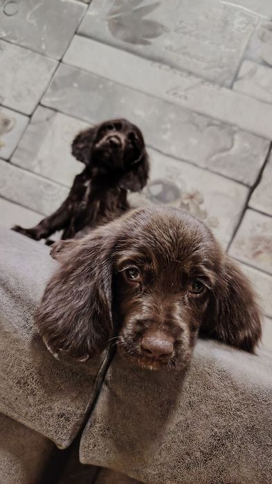 Продаются щенки Филд спаниеля