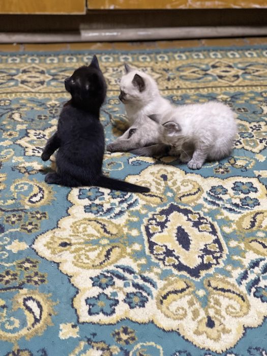 Сиамский котенок и ченый котенок
