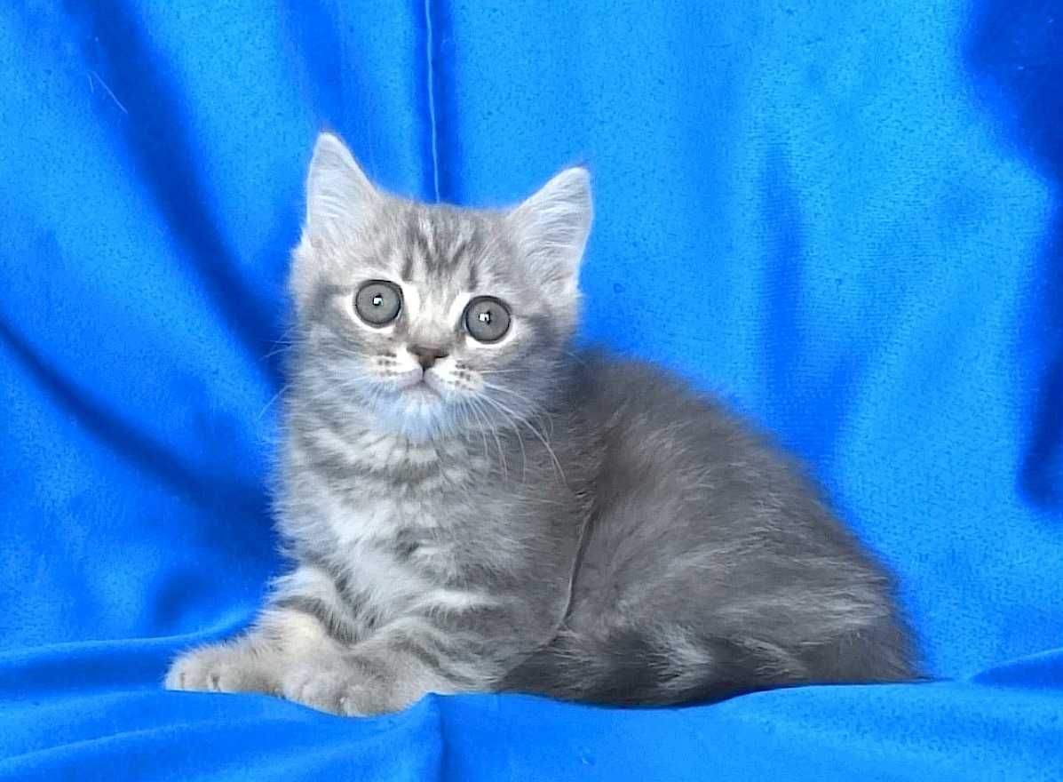 Късокосмести сиви котенца
