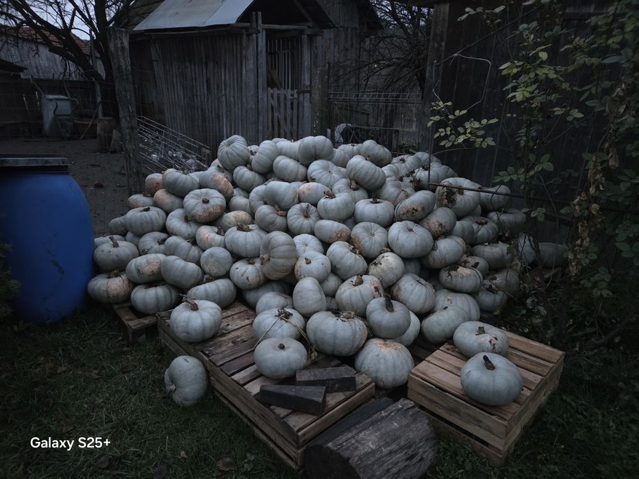 Vând dovleac pentru copt