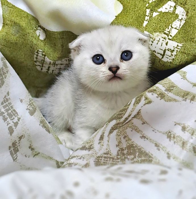 Котёнок от правильной вязки