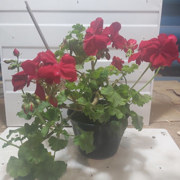 Продам сортовую герань