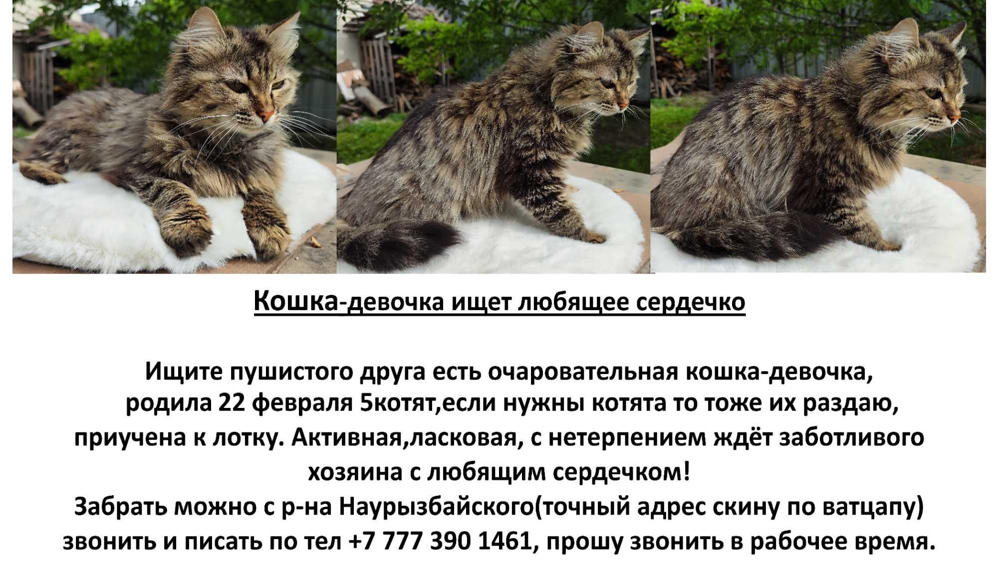 Отдам кошечку девочку 1год