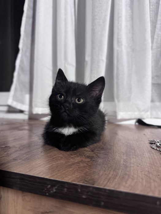 Котенок котята, девочка