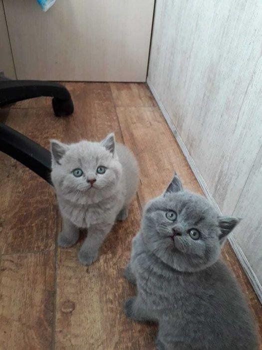 Милашки бриташки