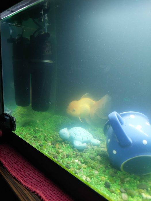 Vand acvariu cu pesti