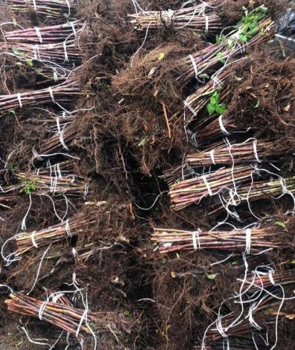 Puiete De Arbori : Tei / Mesteacan  / Paltin / Puieti Forestieri