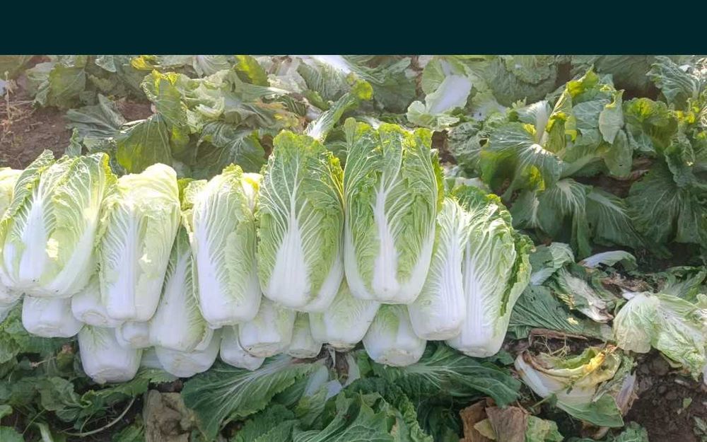 Капуста пекинская (Басай)