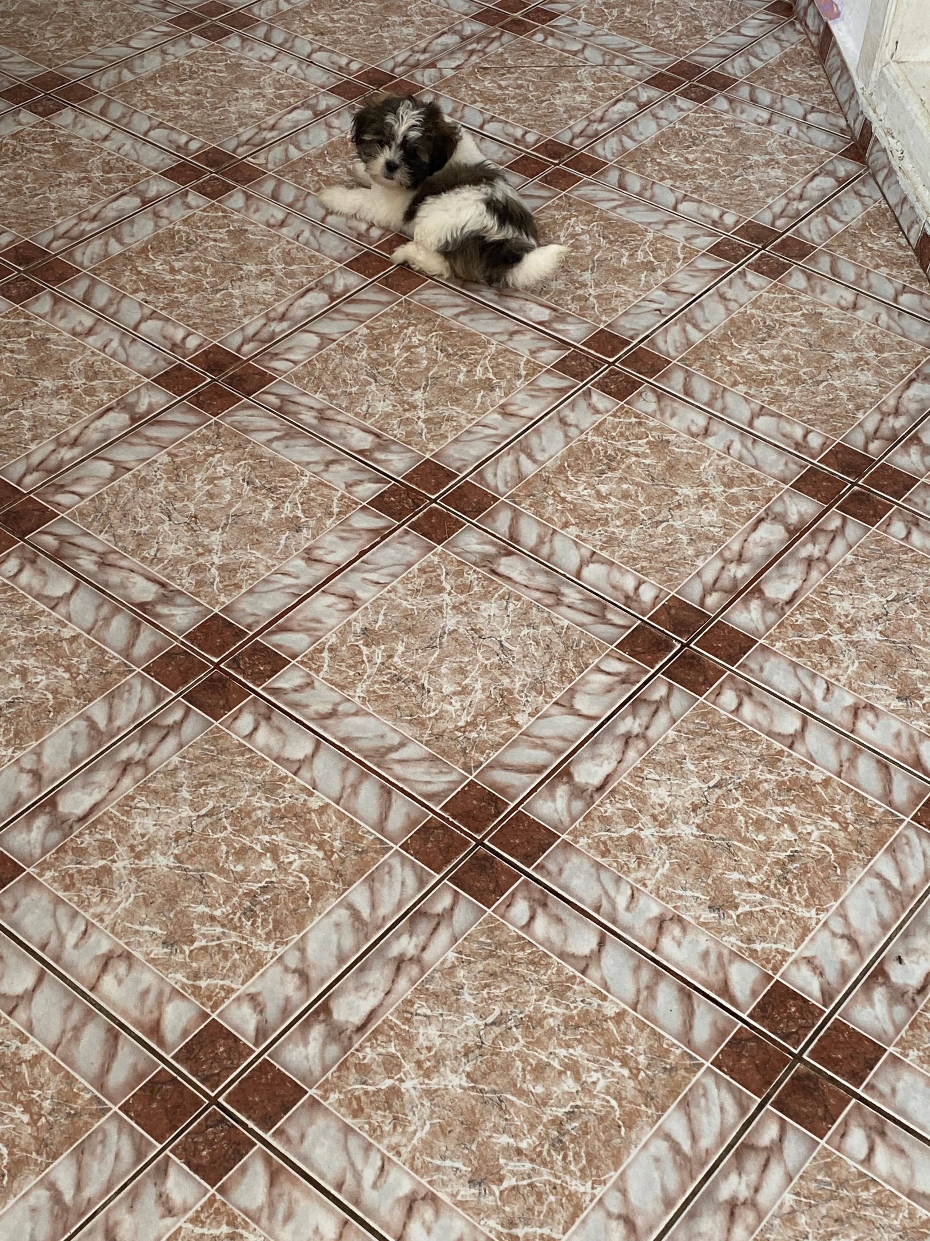 Shih-tzu fetița 2 luni