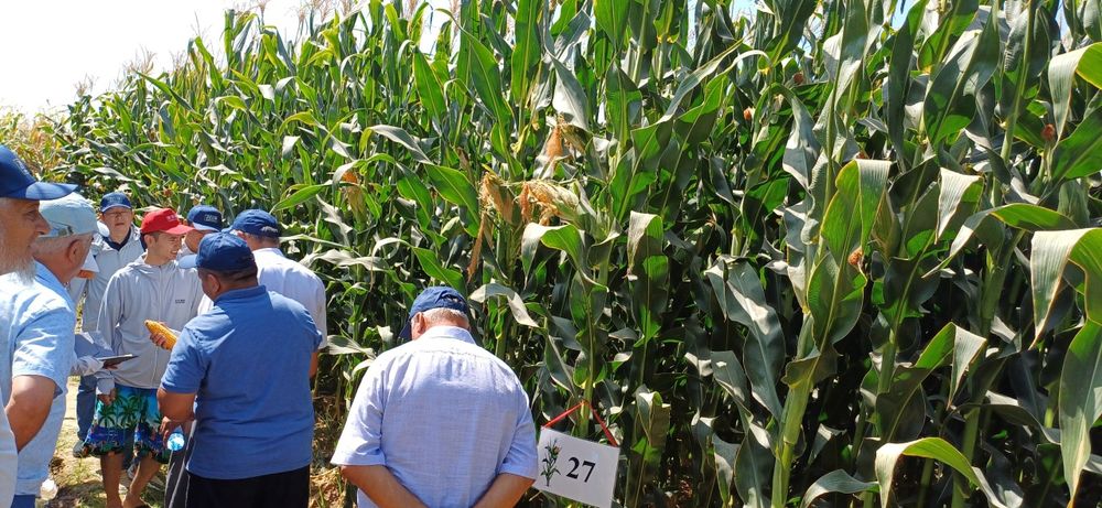 Маккажухори уруглик