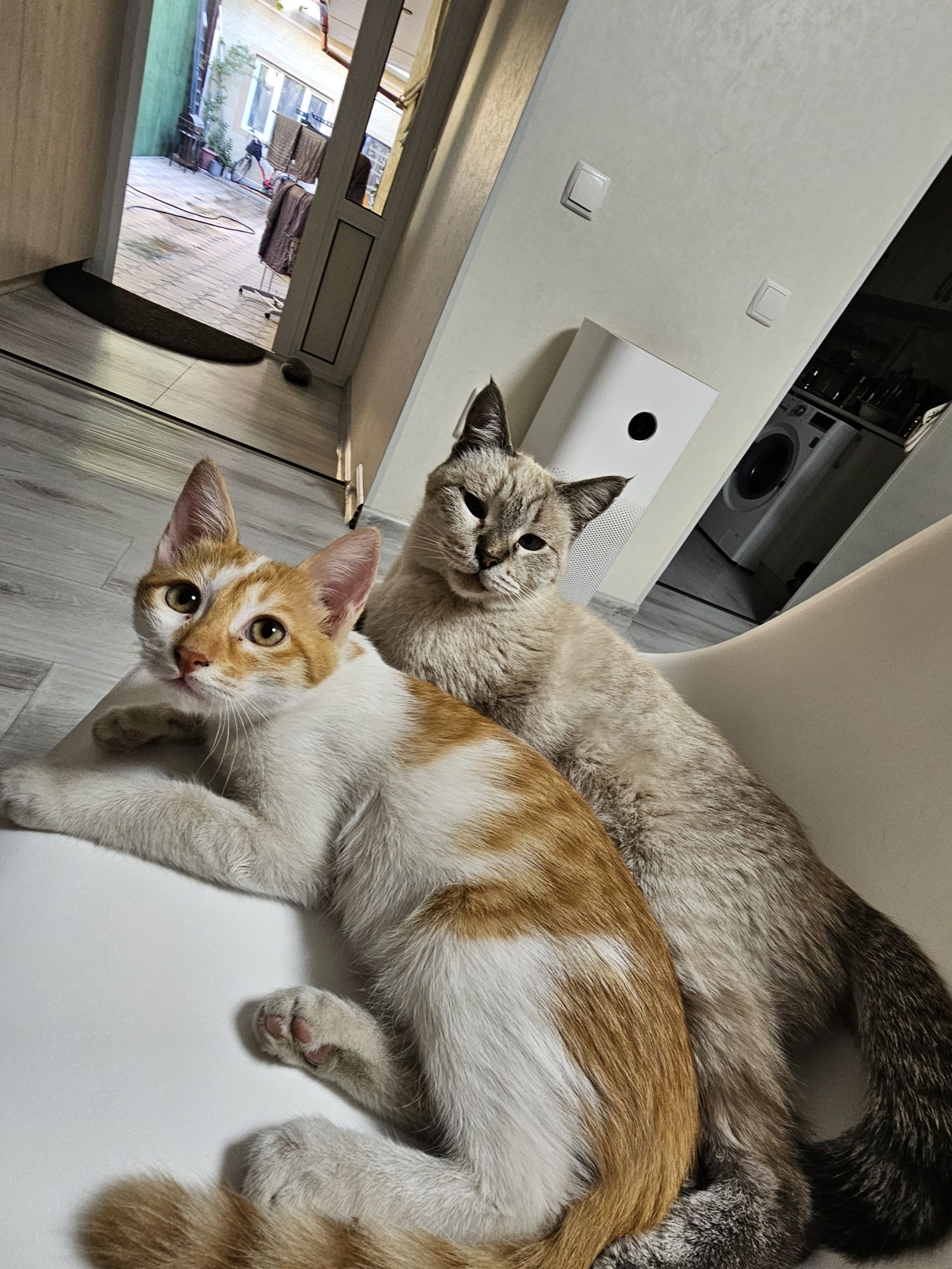 Kotenok 3 mesyasa