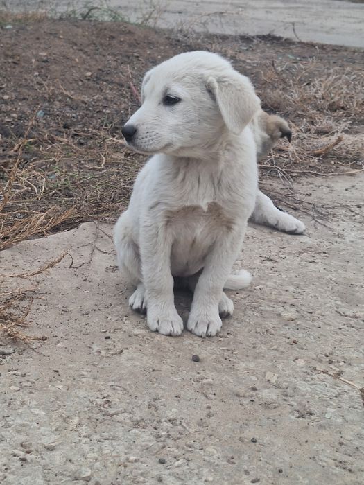 Отдам щенят чистые домашние